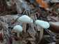 Elefántcsont-csigagomba (Hygrophorus eburneus), Őrség